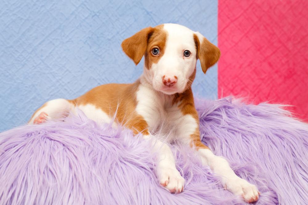 Советы по выбору щенка поденко ибиценко