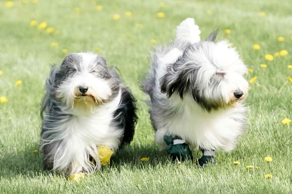 Бородатый колли гуляет в поле