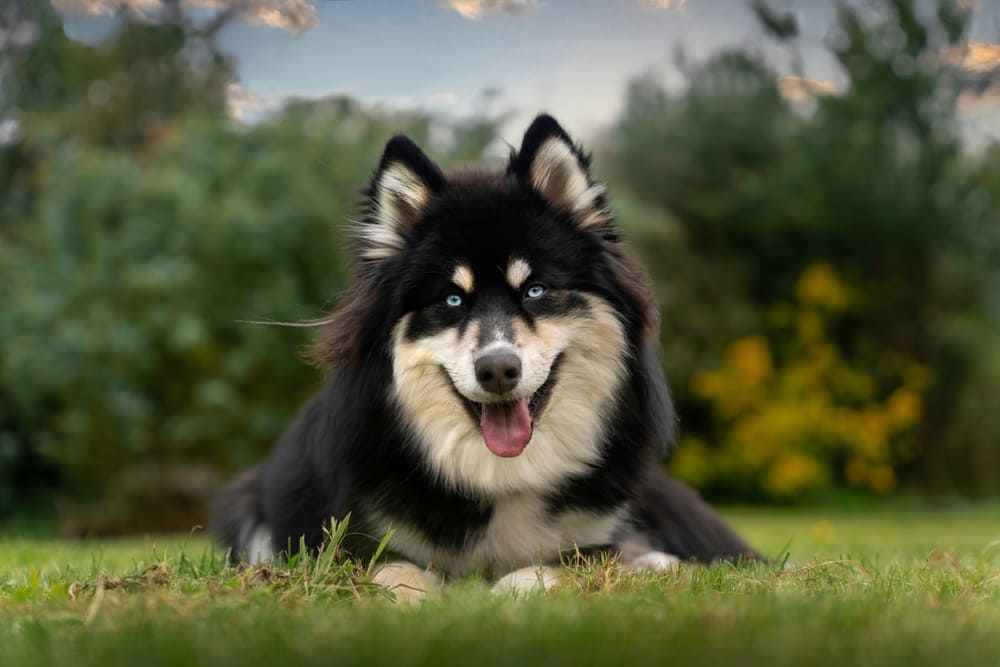 Важно, сколько живут помски и какие этапы проходят