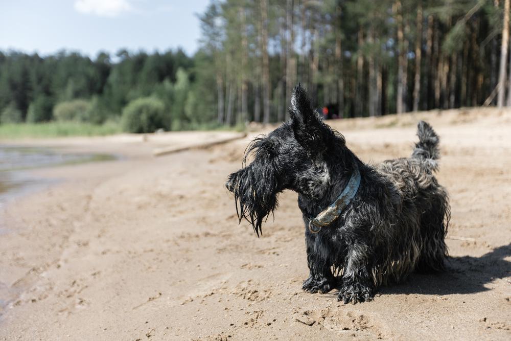 Полосатые породы собак: скотч-терьер