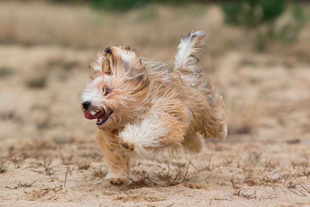 Порода хаванез