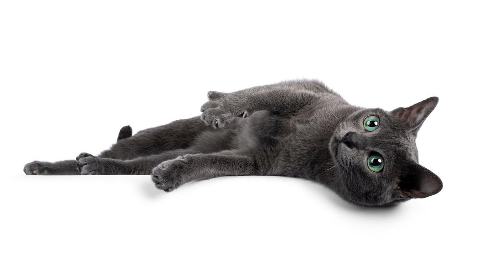 Уход за коратом 