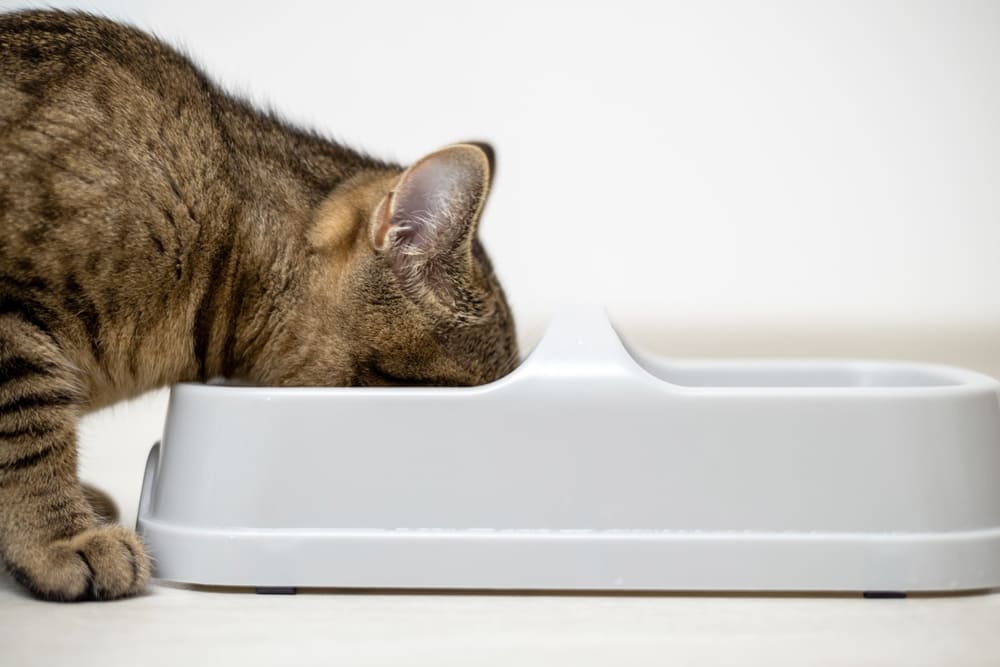 Владельцу надо знать, можно ли кошке инжир