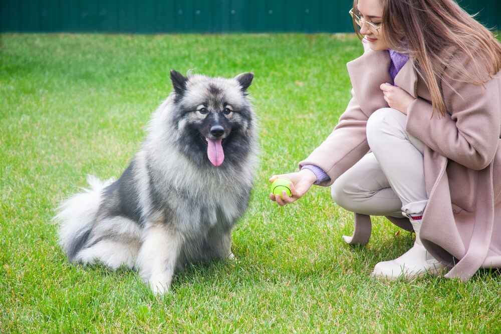 Кеесхонд с хозяйкой