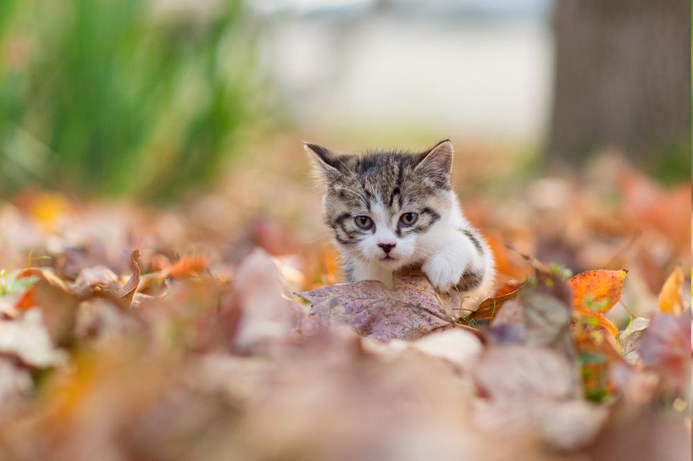 Как приучить котенка гулять