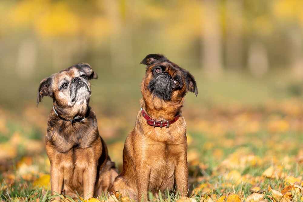 То, сколько проживет гриффон, связано со здоровьем собаки