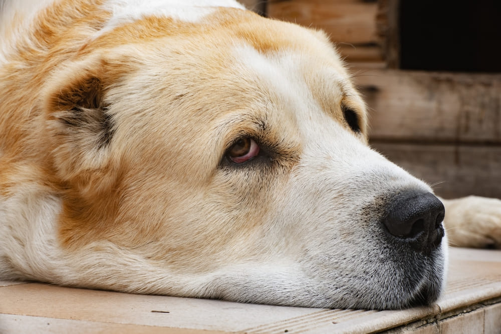 Владельцу важно точно знать, сколько длится беременность у алабая