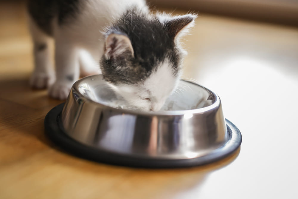 Кошке можно лишь небольшое количество консервированного тунца