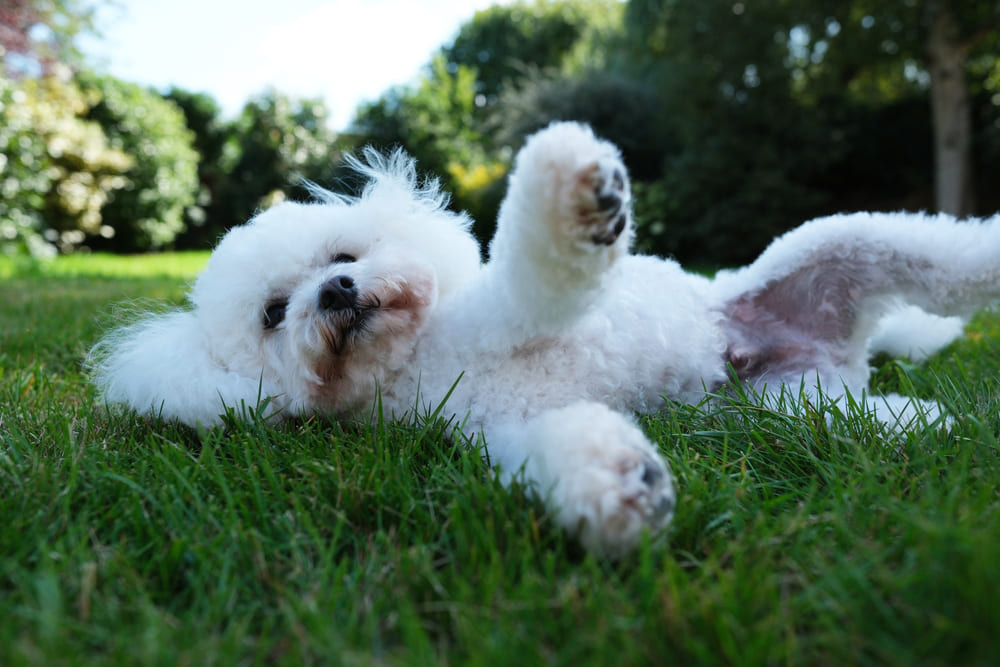 Важно, сколько весит бишон фризе по мере взросления