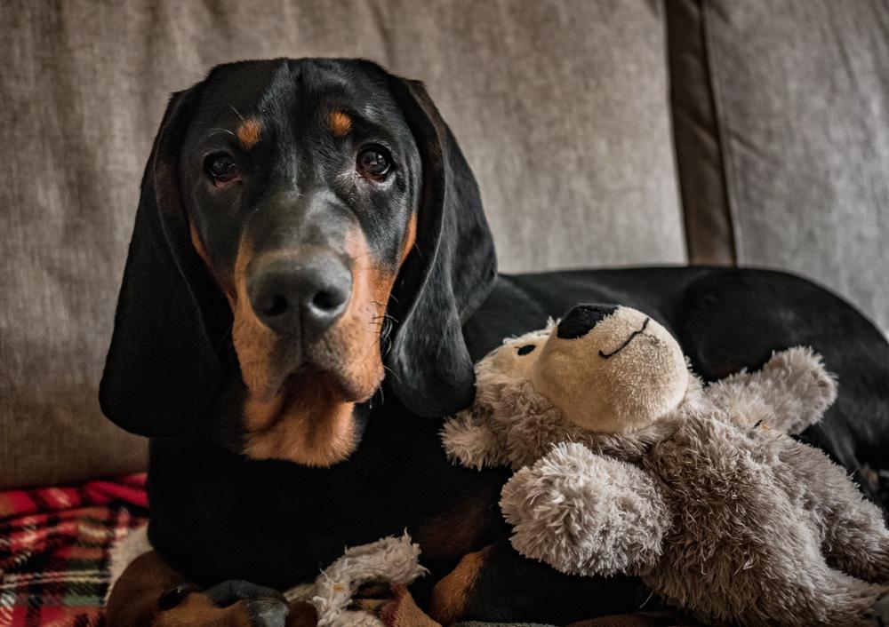 Уход за польской гончей