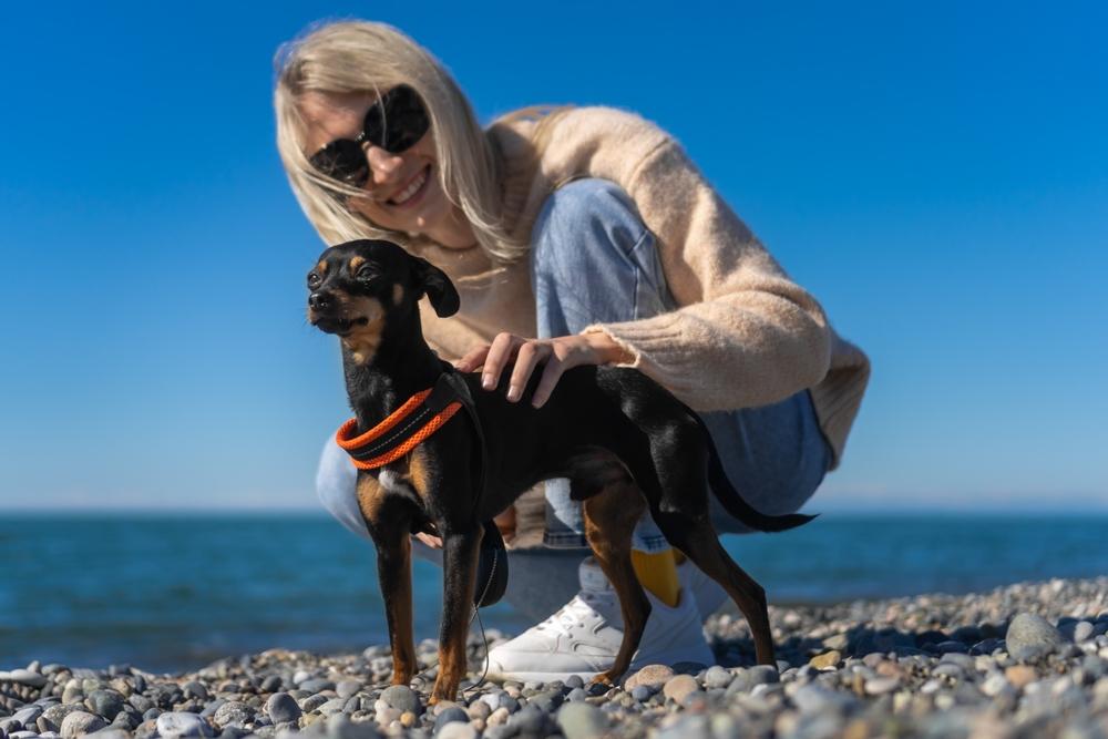 Насколько хорошо той-терьер поддается дрессировке Насколько хорошо той-терьер поддается дрессировке