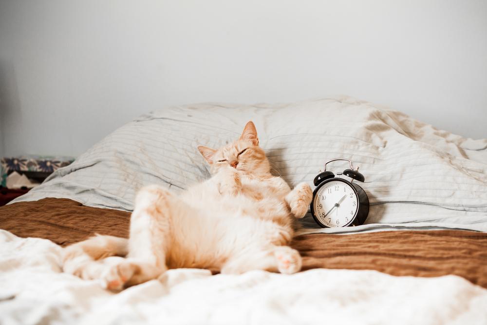 Плюсы кошки в квартире или доме Плюсы кошки в квартире или доме