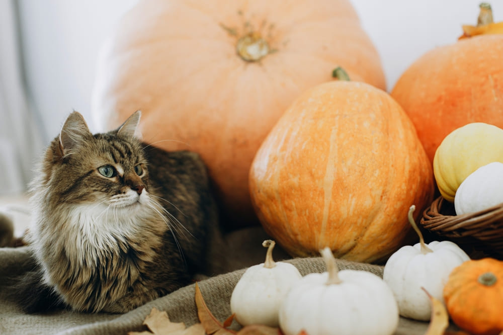 Кошке на домашнем рационе можно тыкву