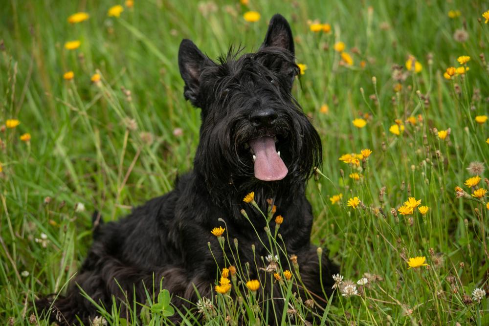 Шотландские породы собак: скотч-терьер Шотландские породы собак: скотч-терьер