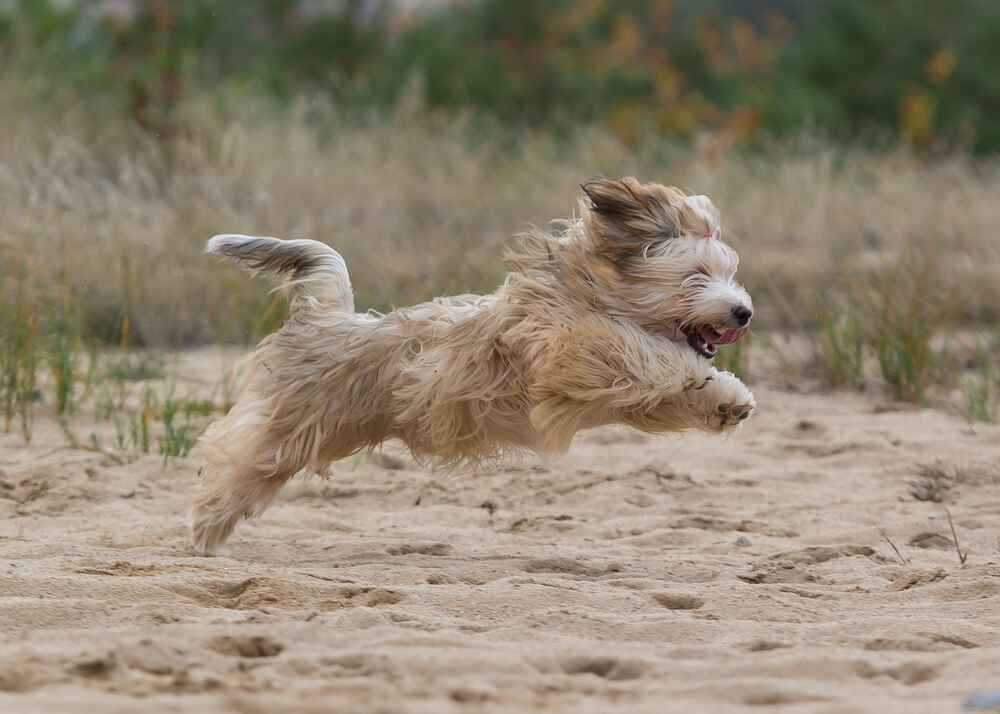 Гаванский бишон не способен воспринимать слишком долгие занятия
