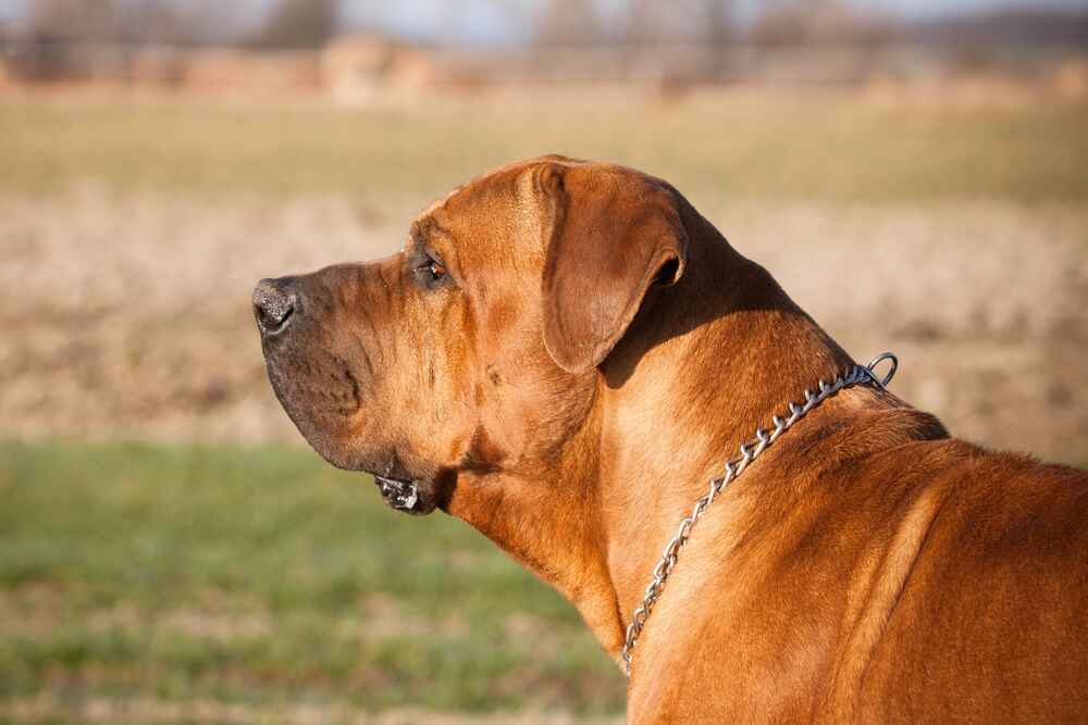 Тоса-ину пет-класса обычно кастрируют