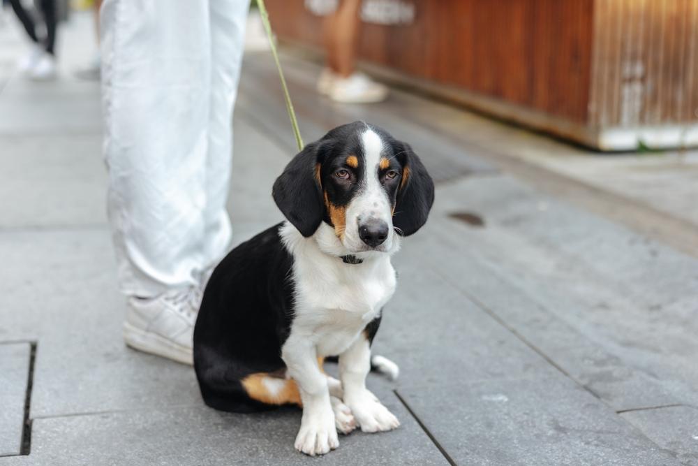 Охотничьи собаки с короткими лапами: древер