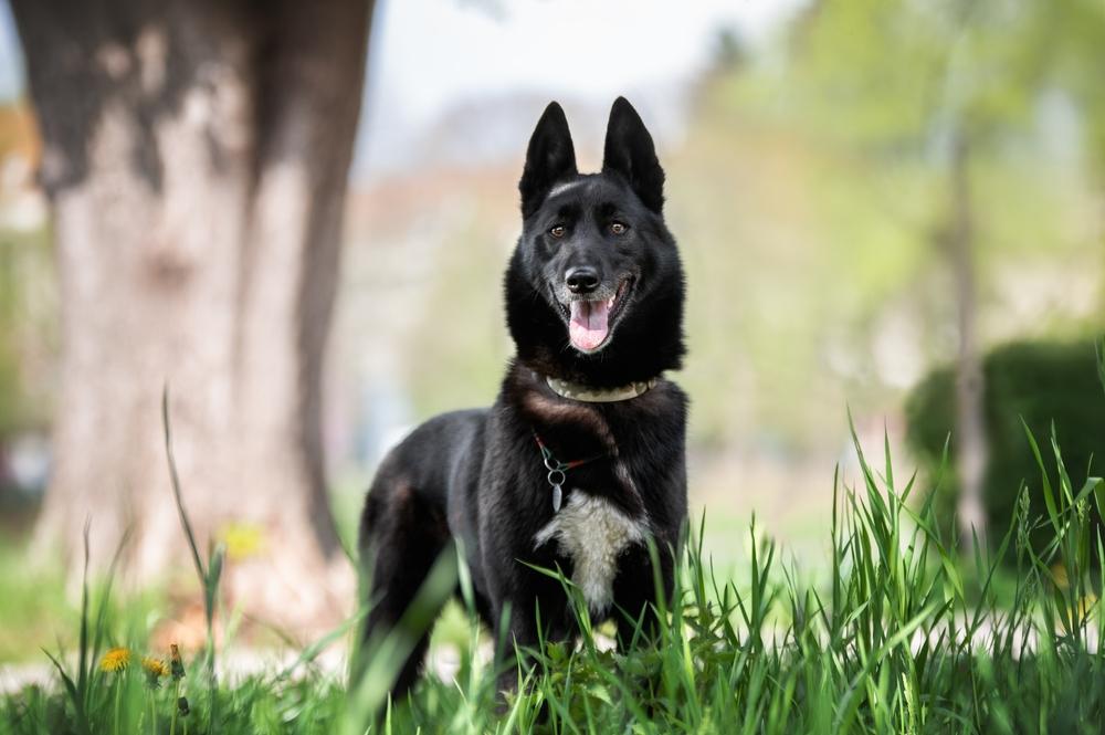 воспитание русско-европейской лайки