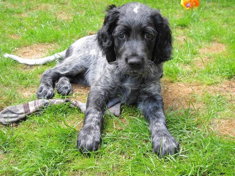 Советы по выбору щенка голубого пикардийского эпаньоля
