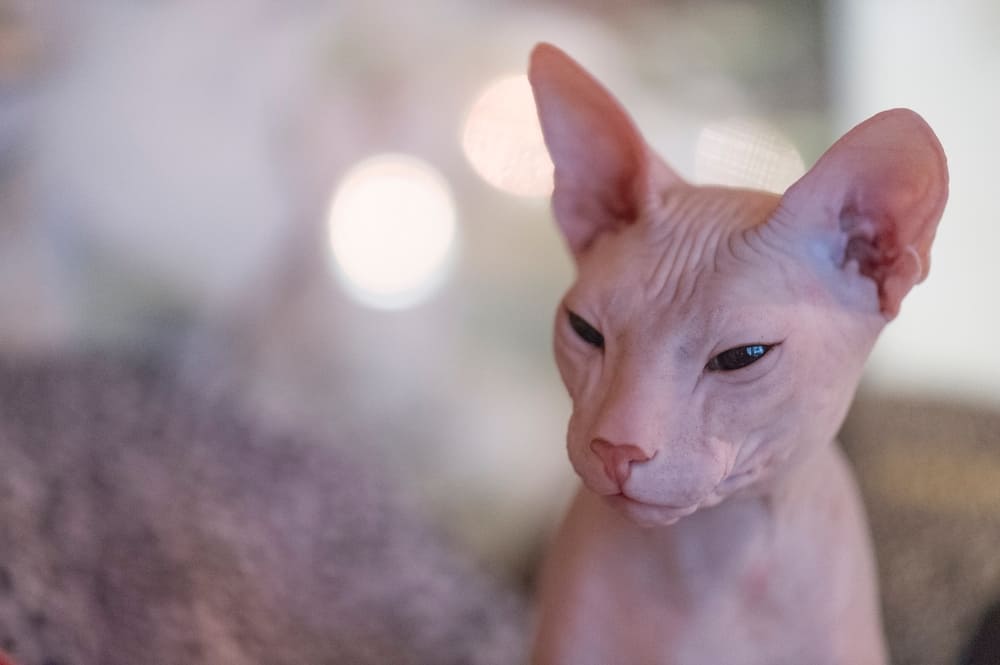 Рацион влияет на то, сколько проживет донской сфинкс