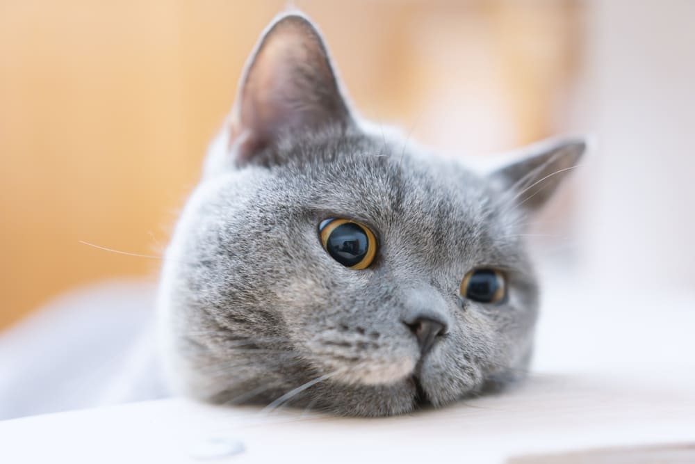 Вес британской кошки растет по месяцам