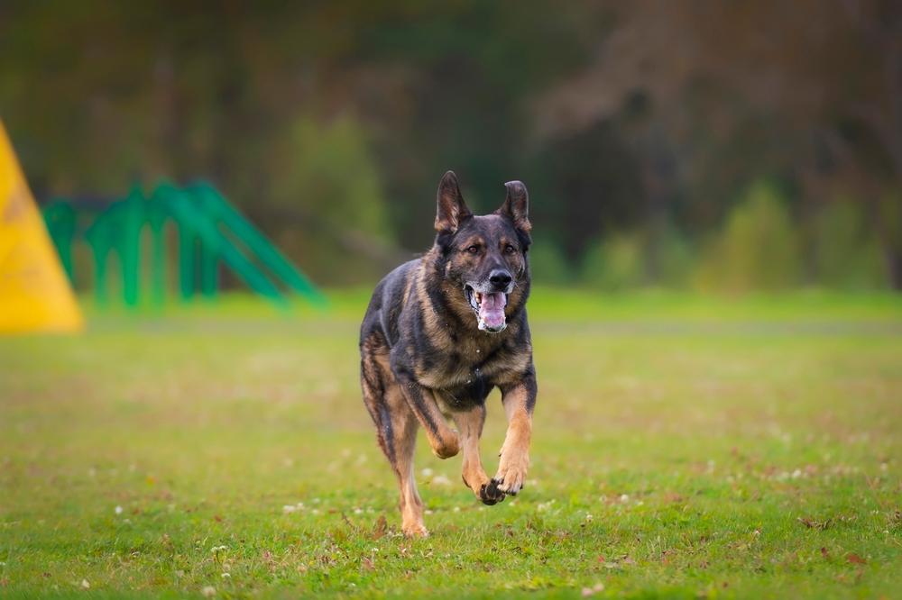 Сколько выгуливают немецкую овчарку рабочего разведения?
