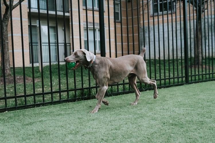 Активность собак при сердечной недостаточности