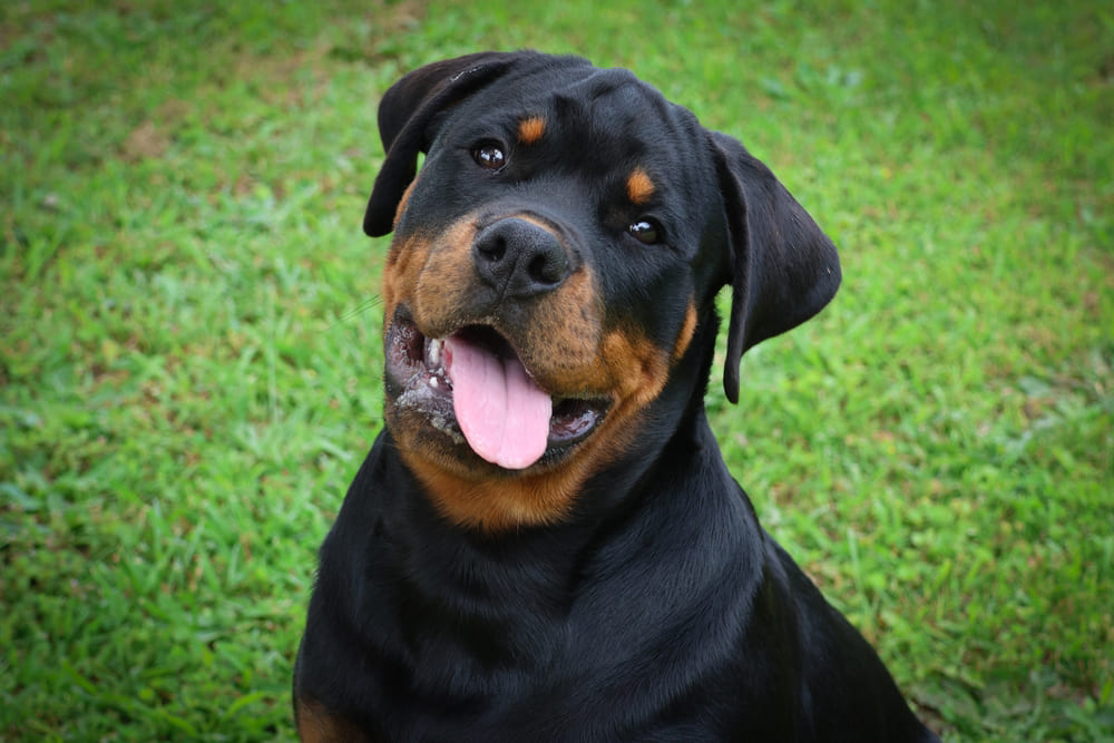 Перед вязкой ротвейлеру проводят обработку от паразитов