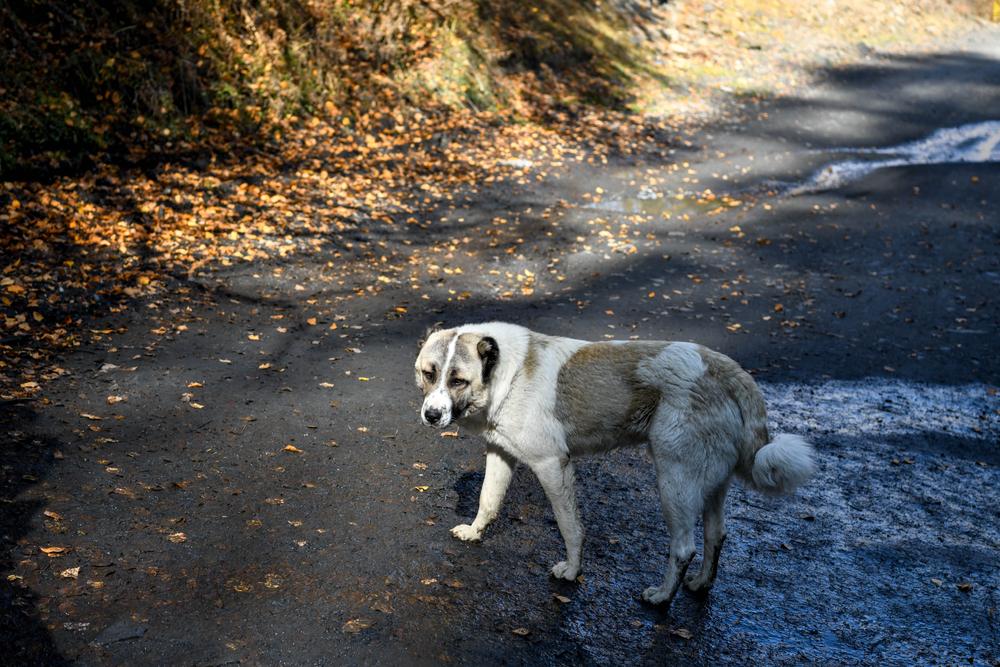 Виды породы волкодав: нагази