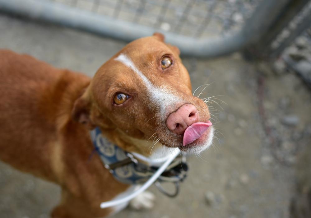 Здоровье и болезни австрийского пинчера