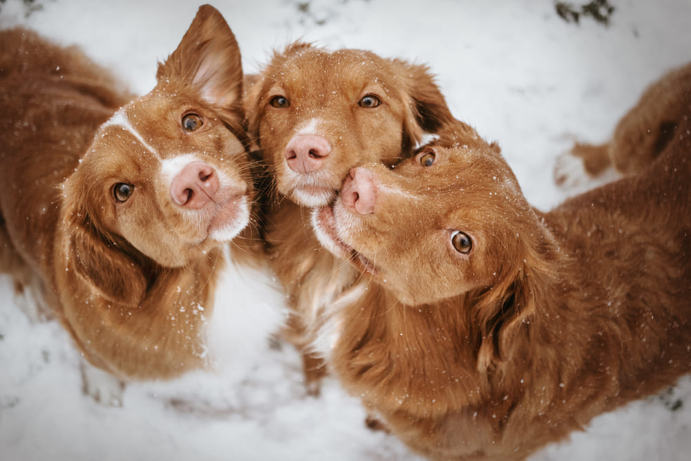Рацион толлера должен быть сбалансированным