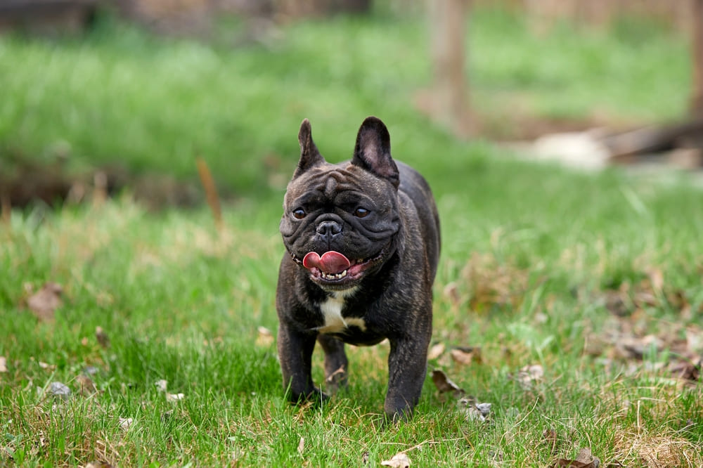 Владельцу важно знать, когда начинается течка у французского бульдога