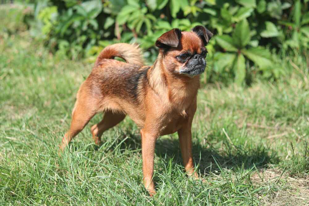 Владельцу важно знать, сколько этапов взросления проживают собаки гриффоны
