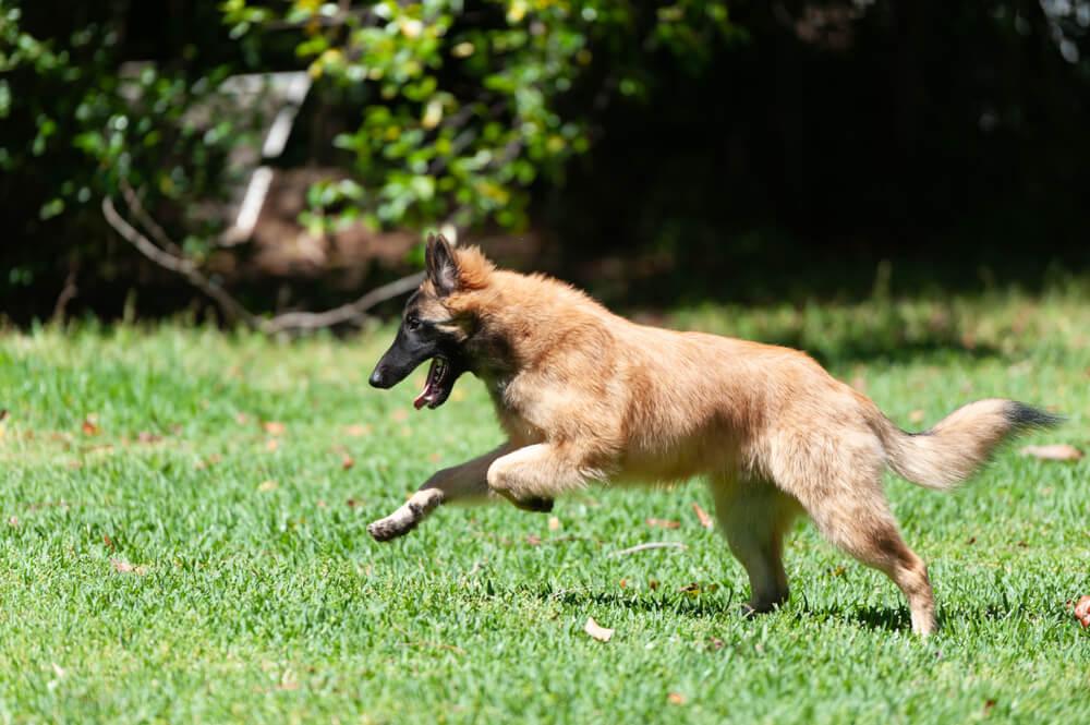 Игривый тервюрен