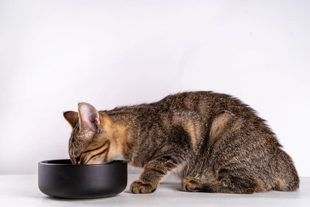 После употребления кошкой майонеза можно наблюдать у нее рвоту