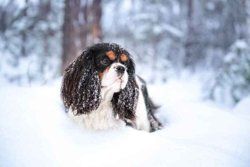 Каковы расходы на содержание кавалер-кинг-чарльз-спаниеля?