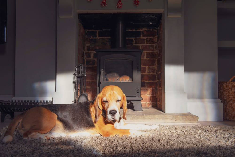 Течка у бигля проходит в несколько этапов