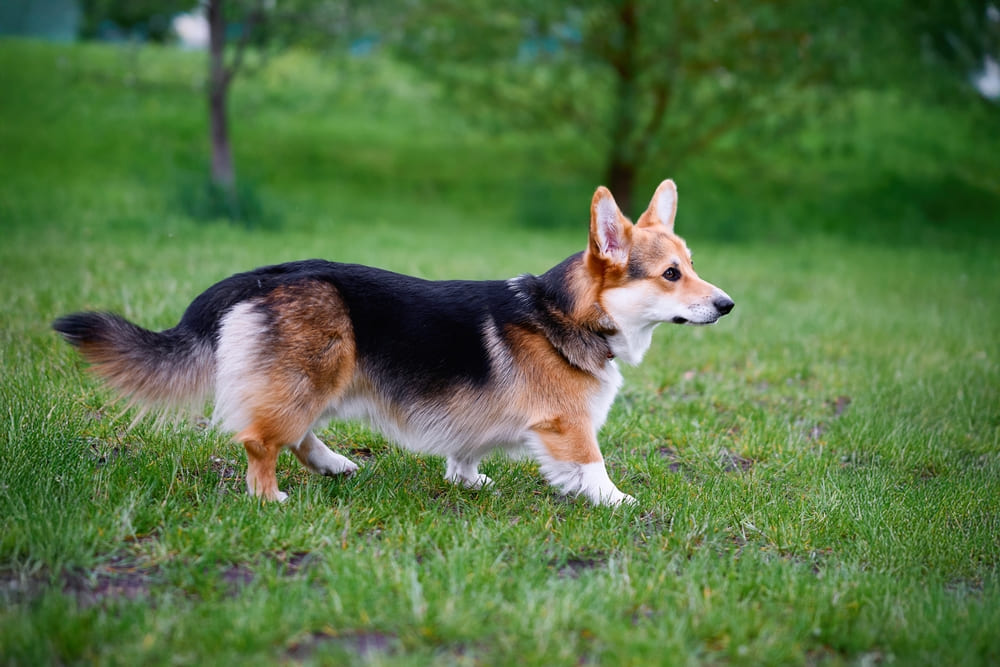 Течка у корги проходит в несколько этапов 