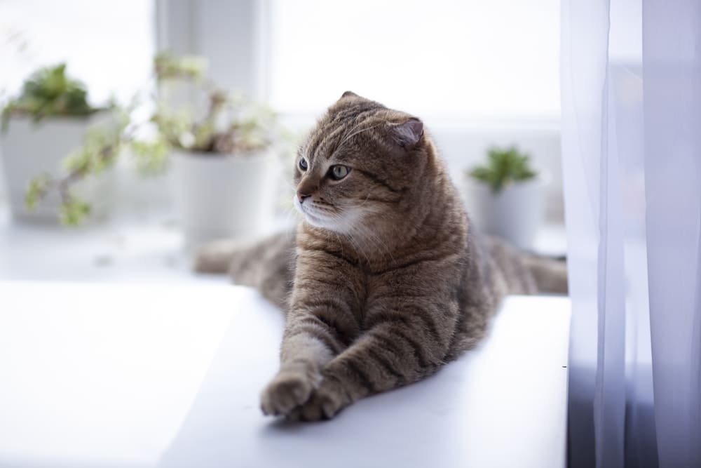 Некоторые болезни шотландских кошек не лечатся