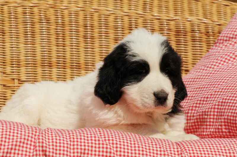 Какие обработки нужны пиренейскому мастифу?