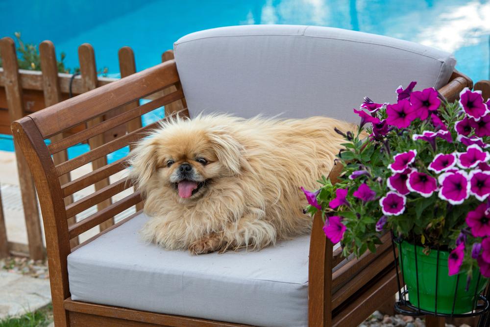 из истории пекинеса