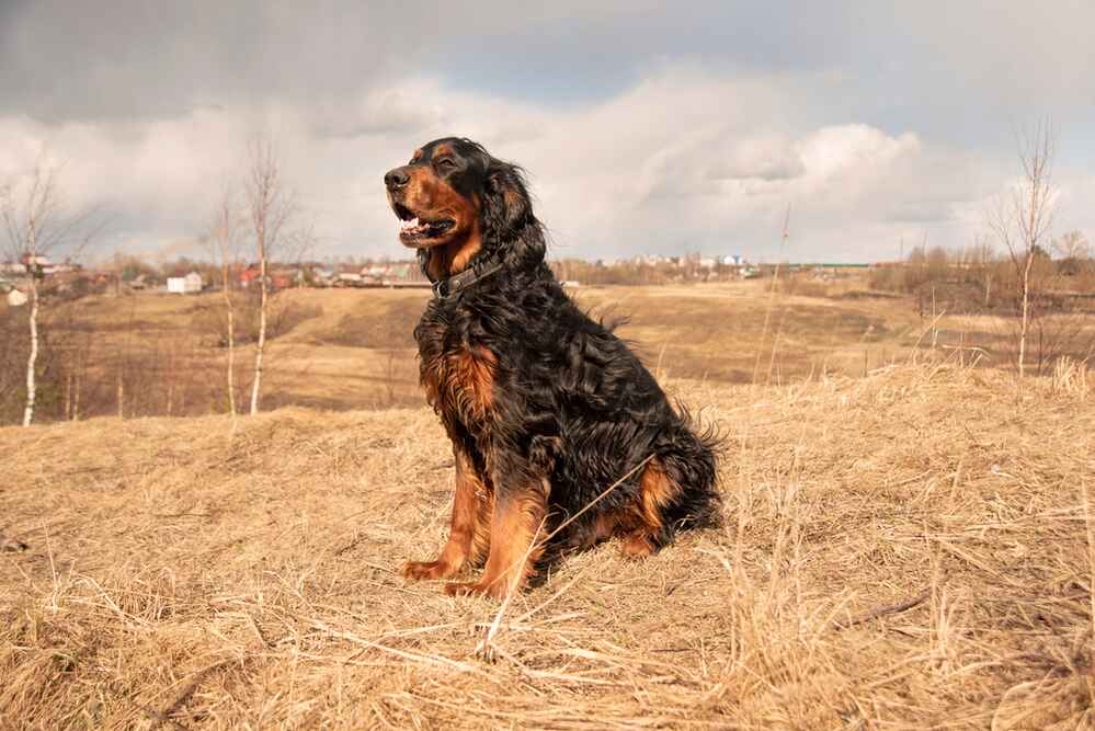 Шотландский сеттер отличается неплохим здоровьем