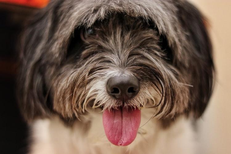 Предрасположенность разных пород собак к коллапсу трахеи Предрасположенность разных пород собак к коллапсу трахеи