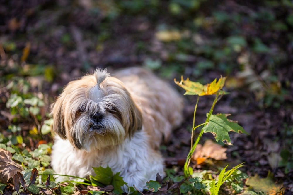Болезнь ши-тцу может проявляться слезотечением