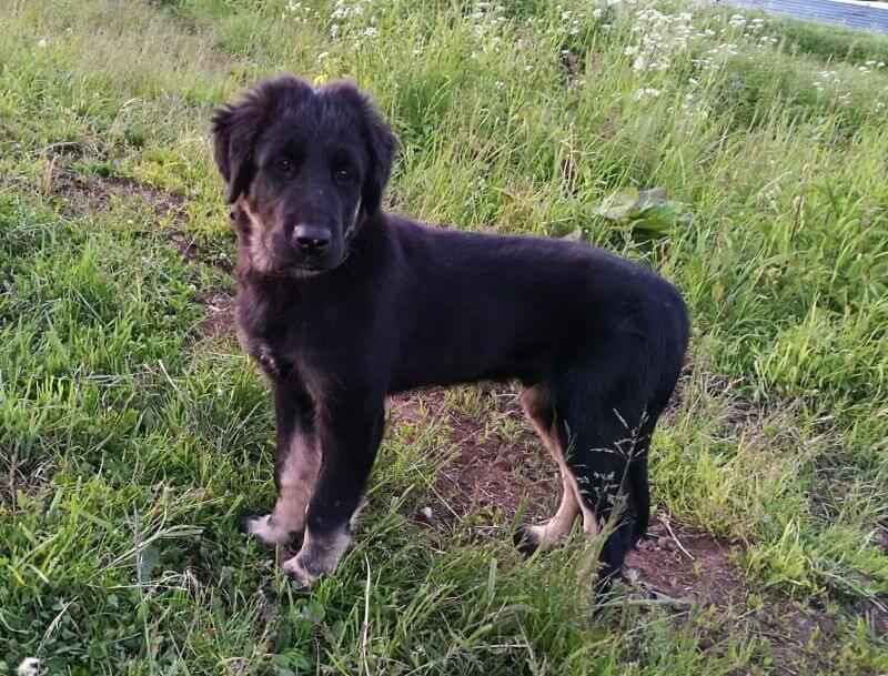 Уход за тувинской овчаркой 