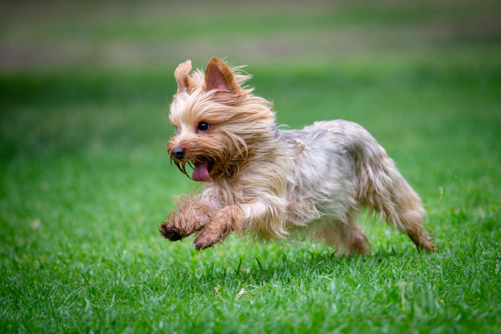 Первая течка у йоркширского терьера говорит о половом созревании собаки