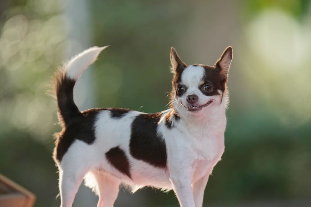 Важно следить, сколько весит чихуахуа по мере роста