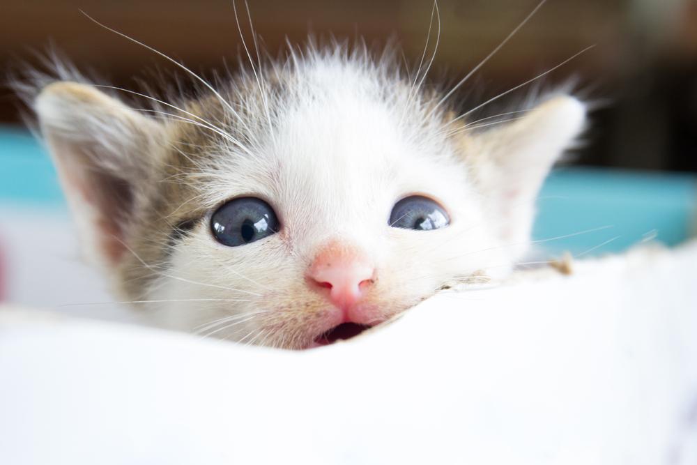 Неопасные причины слезотечения у котенка