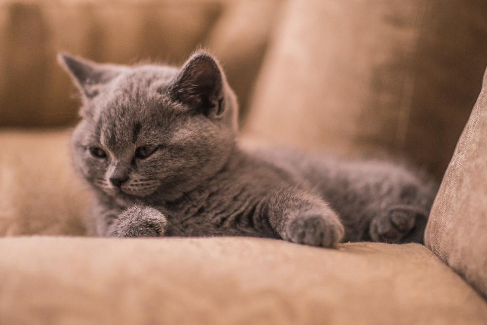 Врожденная форма дисплазии суставов у кошек