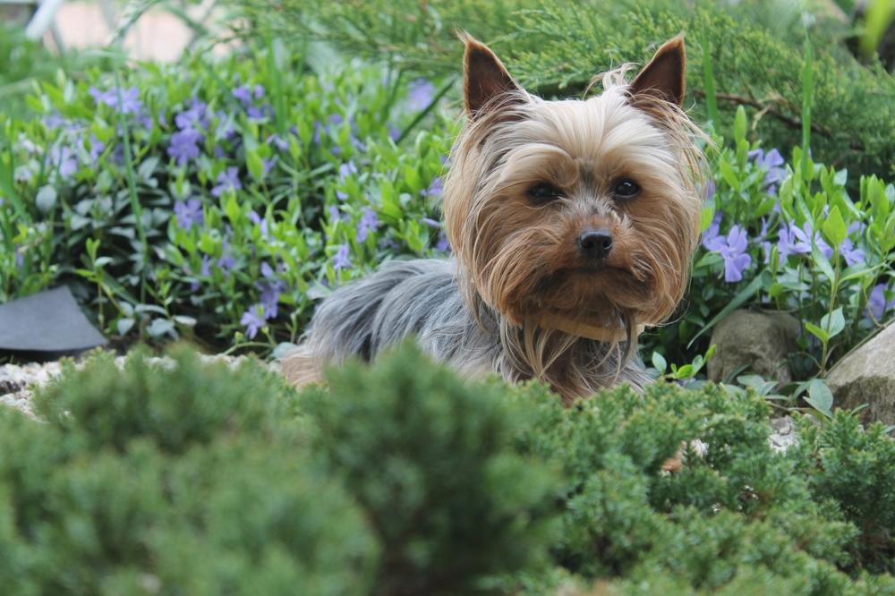 Имя для мальчика-йорка может быть популярным